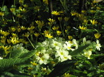 SX05066 Detail of yellow Primrose (Primula vulgaris) surrounded by yellow flowers Lesser Celandine (Ranunculus ficaria).jpg